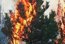 Дым от лесных пожаров дошел до Челябинской области