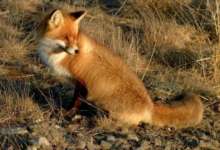 Карталинские ветврачи подтвердили бешенство у погибшей лисы