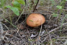 В старину на Руси начинался сбор грибов