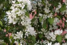 В карталинских дворах цветут не только яблони и груши